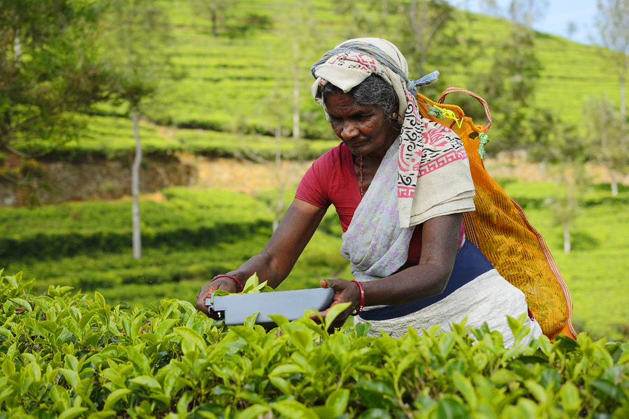 LIPTON'S SEAT, SRI LANKA LIPTON'S SEAT, SRI LANKA