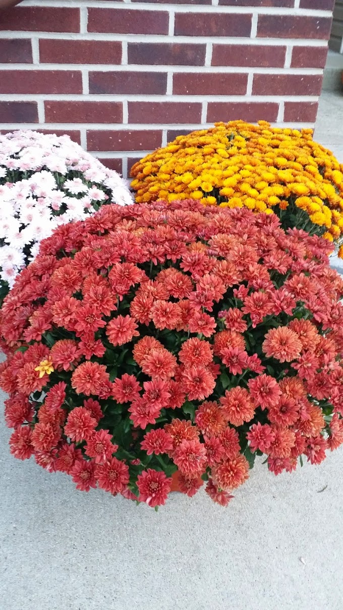 BUY 2 MUMS GET ONE "FREE" At Bronkberry Farm This Weekend Only!