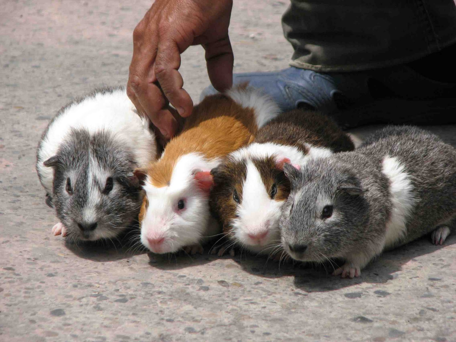 Mike's Bogota Blog: The Guinea Pig Races are Back!