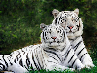 Ver imagen de origen Resultado de imagen de rayas de lo s tigres