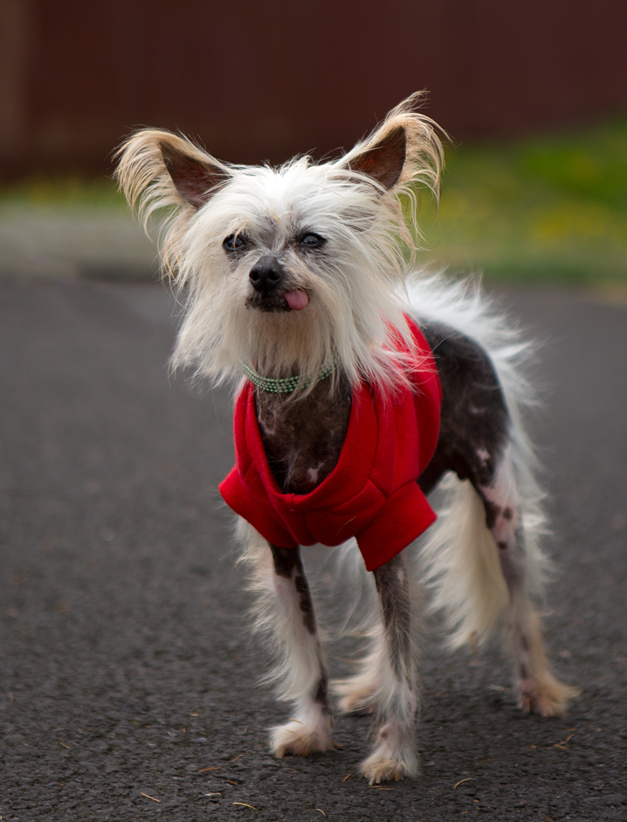 Shelter Dogs of Portland "PITA BREAD" a pita pocket Chinese Crested