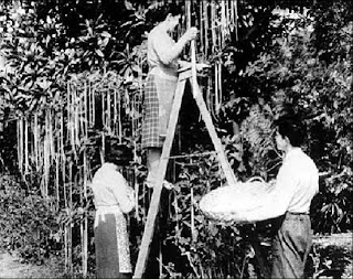 the great spaghetti harvest of 1957