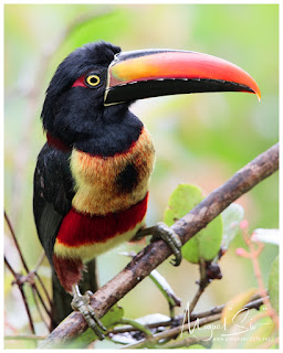 Fiery-billed Aracari (Pteroglossus frantzii)