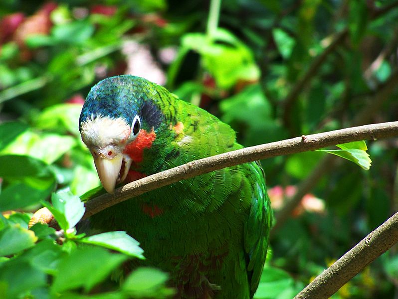 Parrot Species Cuban Amazon (Amazona leucocephala) Information