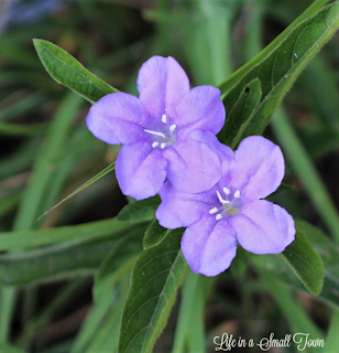 2 Purple wildflowers