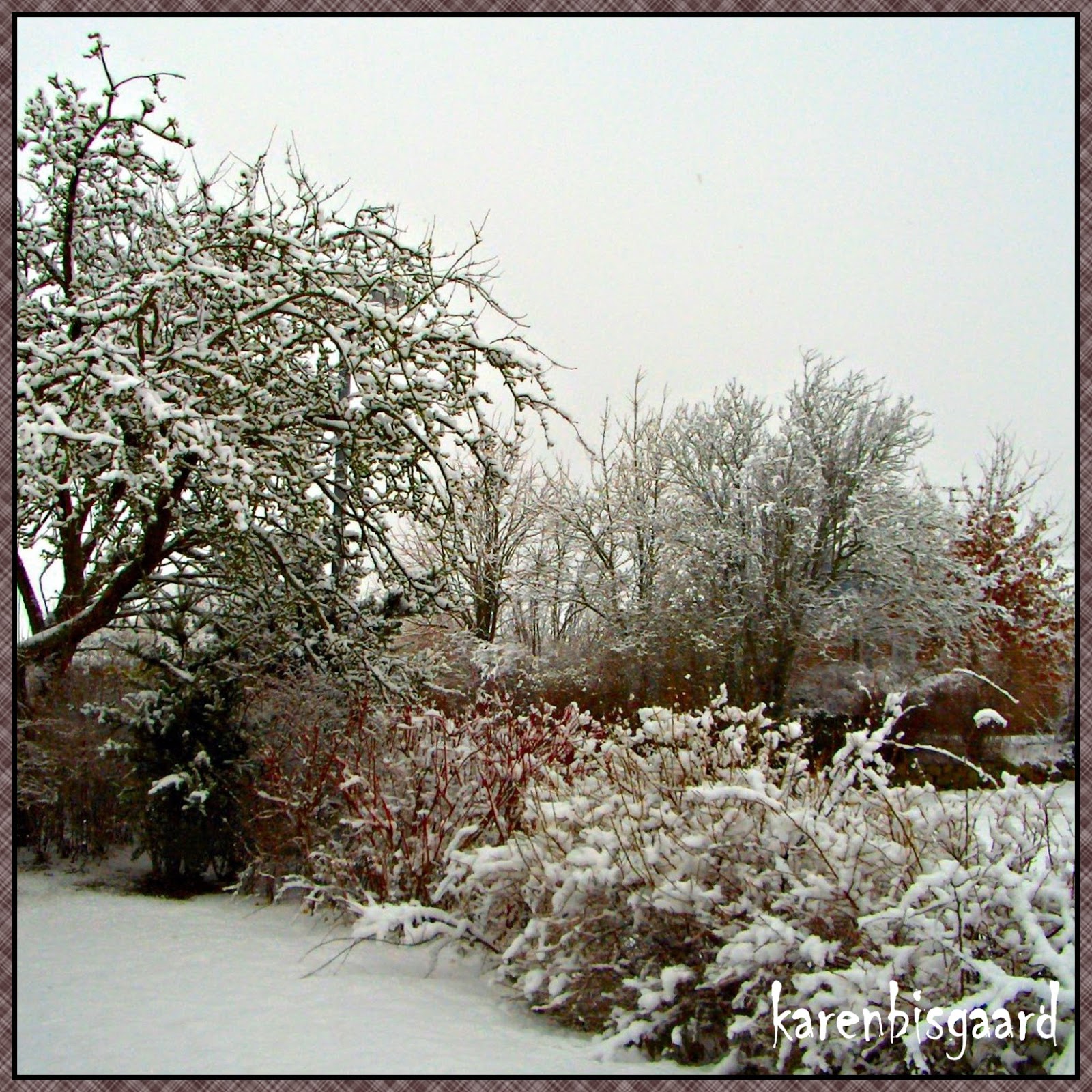 Karen`s Nature Photography: Snow Garden.