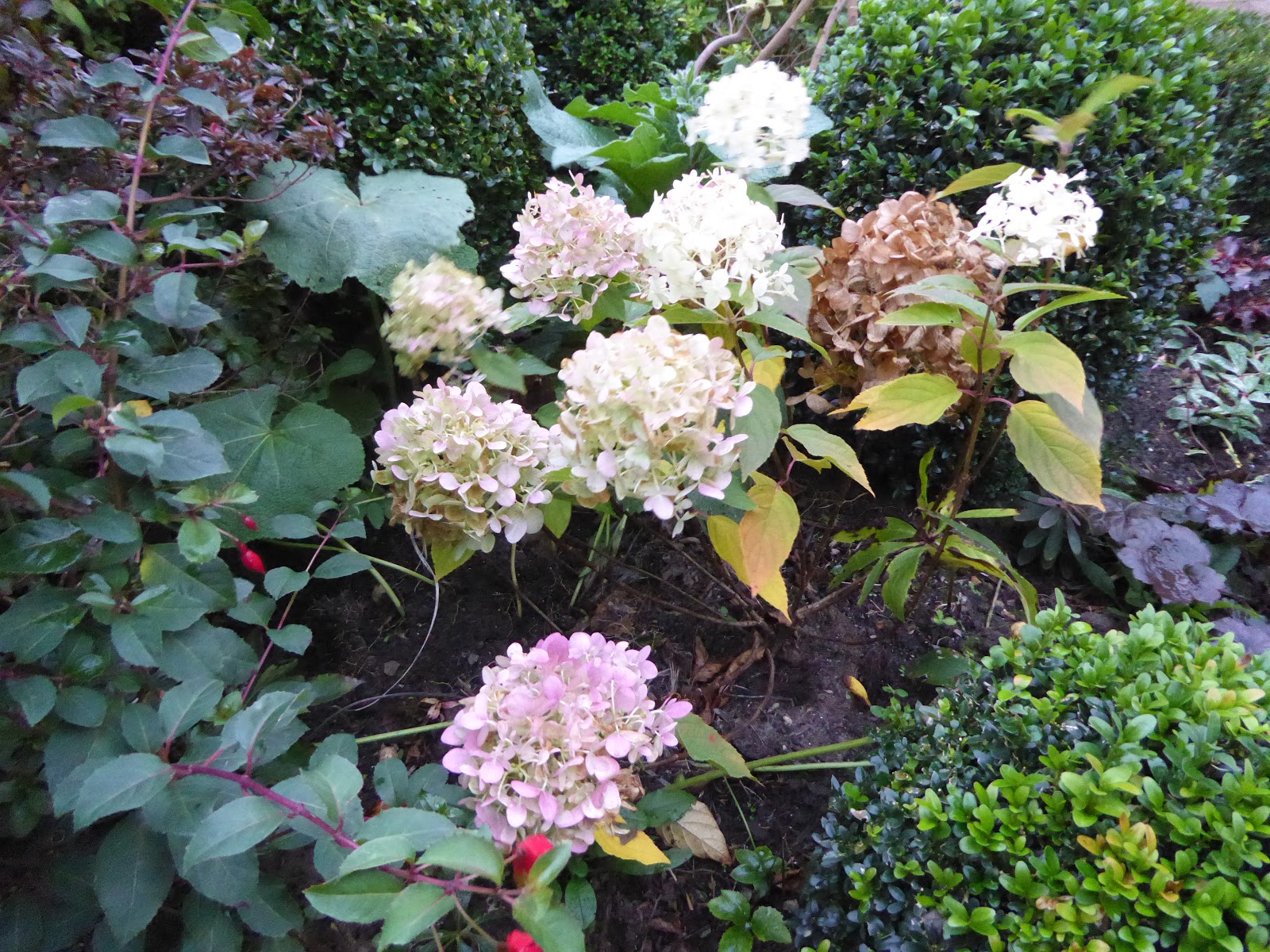 Roses Du Jardin Cheneland Hydrangea Paniculata Dans Son Decor