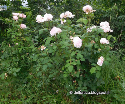 rosa eglantyne confetture petali per tisane orto erbe aromatiche ed officinali nel giardino della fattoria didattica dell ortica a Savigno Valsamoggia Bologna in Appennino vicino Zocca