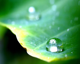 خلفيات أوراق الشجر جميلة عالية الدقة