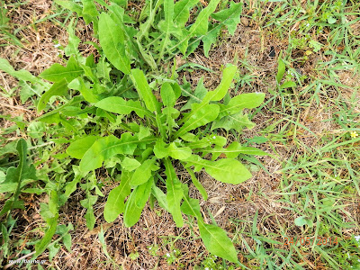 Ραδίκι κιχώριο-Cichorium intybus L.