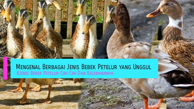 Jenis Itik Penghasil Telur Unggul Pilihan Peternak