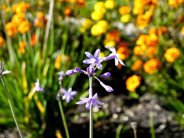 Flor de Ajo cultivo del Restaurante Azurmendi, por El Guisante Verde Project