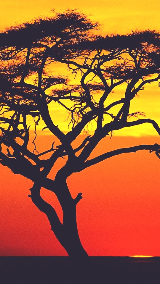 Sunset In Africa Lonely Tree  Android Best Wallpaper