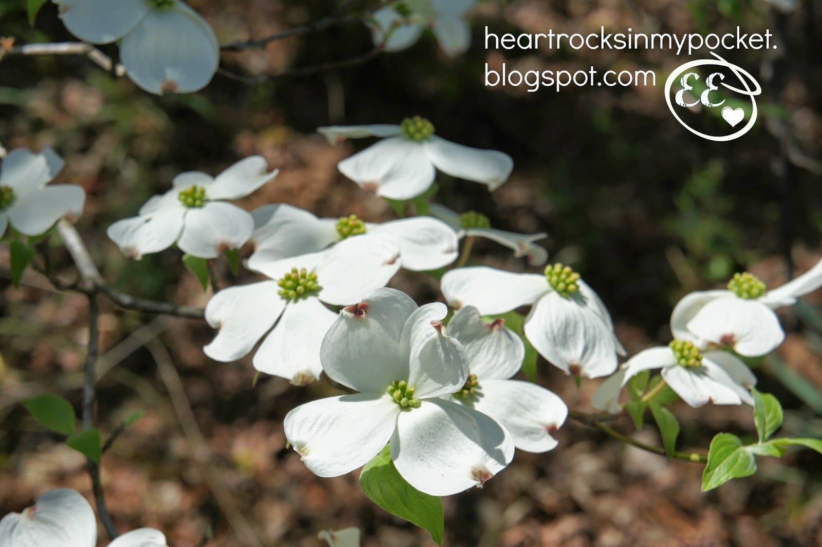Heart Rocks In My Pocket The Dogwood