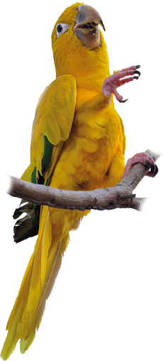 Ararajuba | Golden Parakeet
