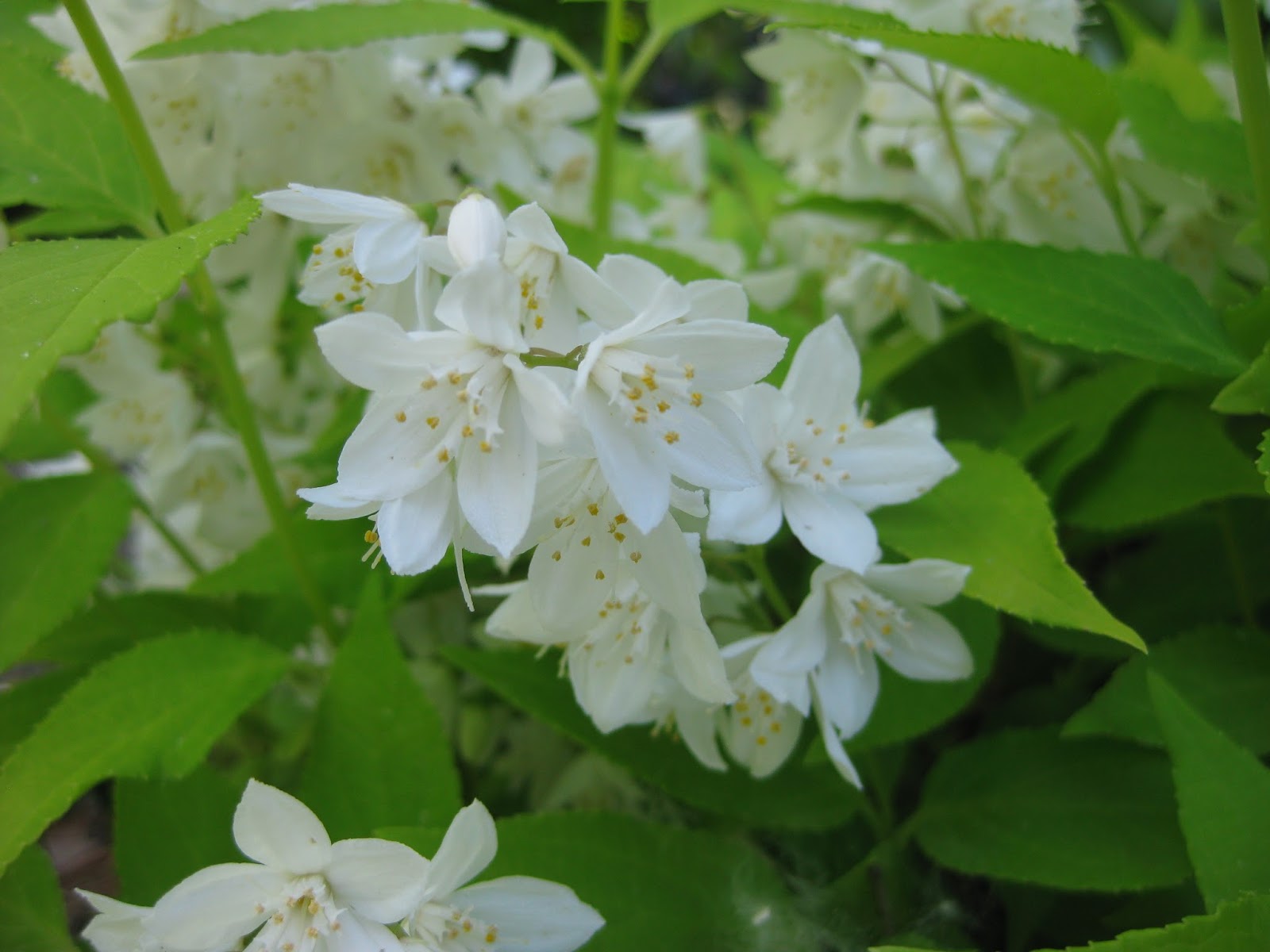 Simple Living In Nancy My Flowering Water Jasmine Plant