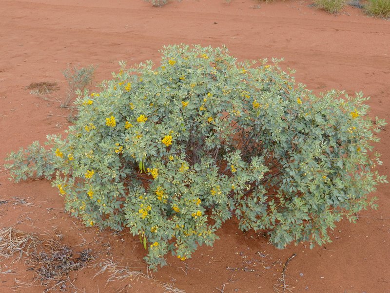 Ian Fraser, talking naturally The Great Sandy Desert 4, shrubs