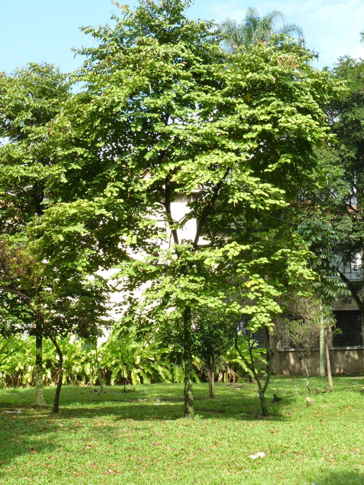 ARBORETUM SEPTIEMBRE casco de vaca