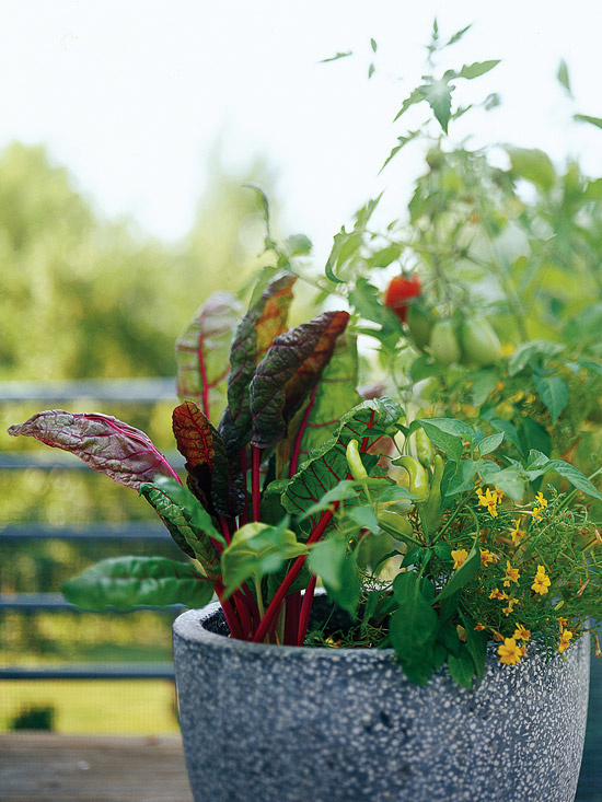 Cottage Garden: Fresh Ideas for Growing Vegetables in Containers