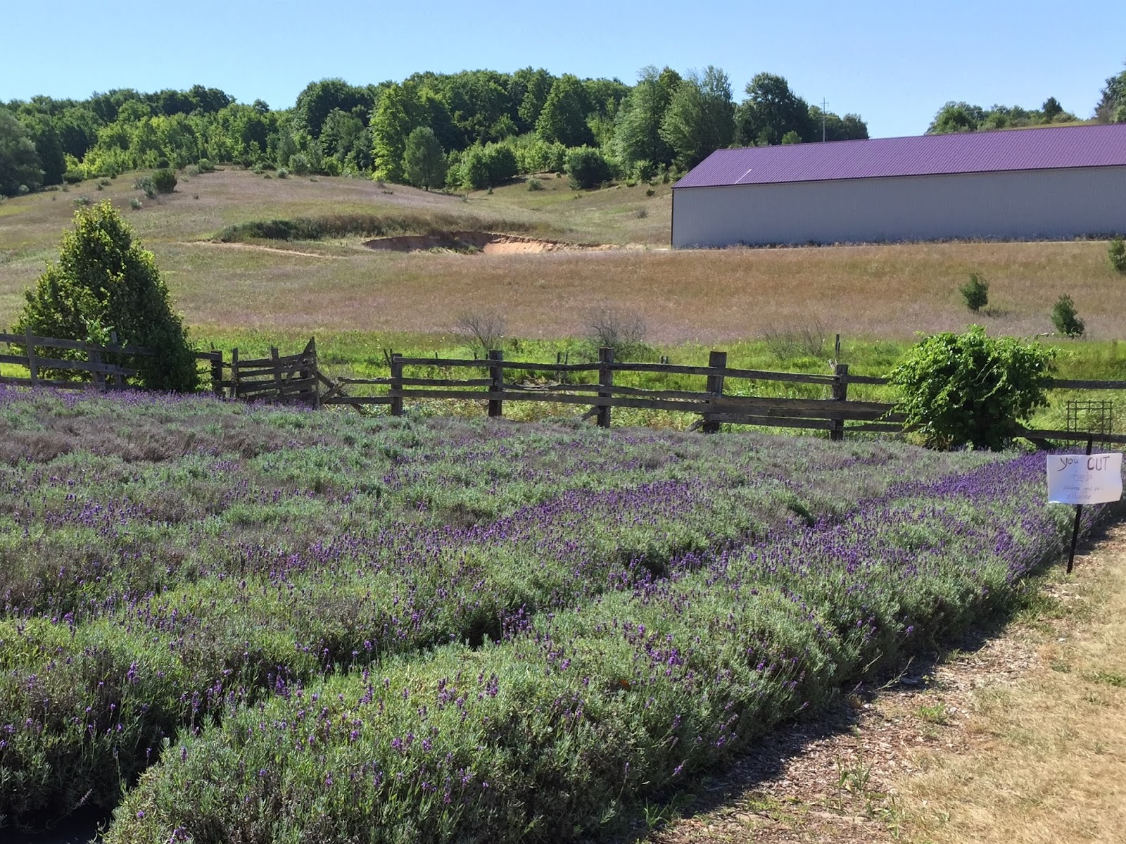 Think Global, Garden Local Visiting Lavender Hill Farms in Boyne City, MI