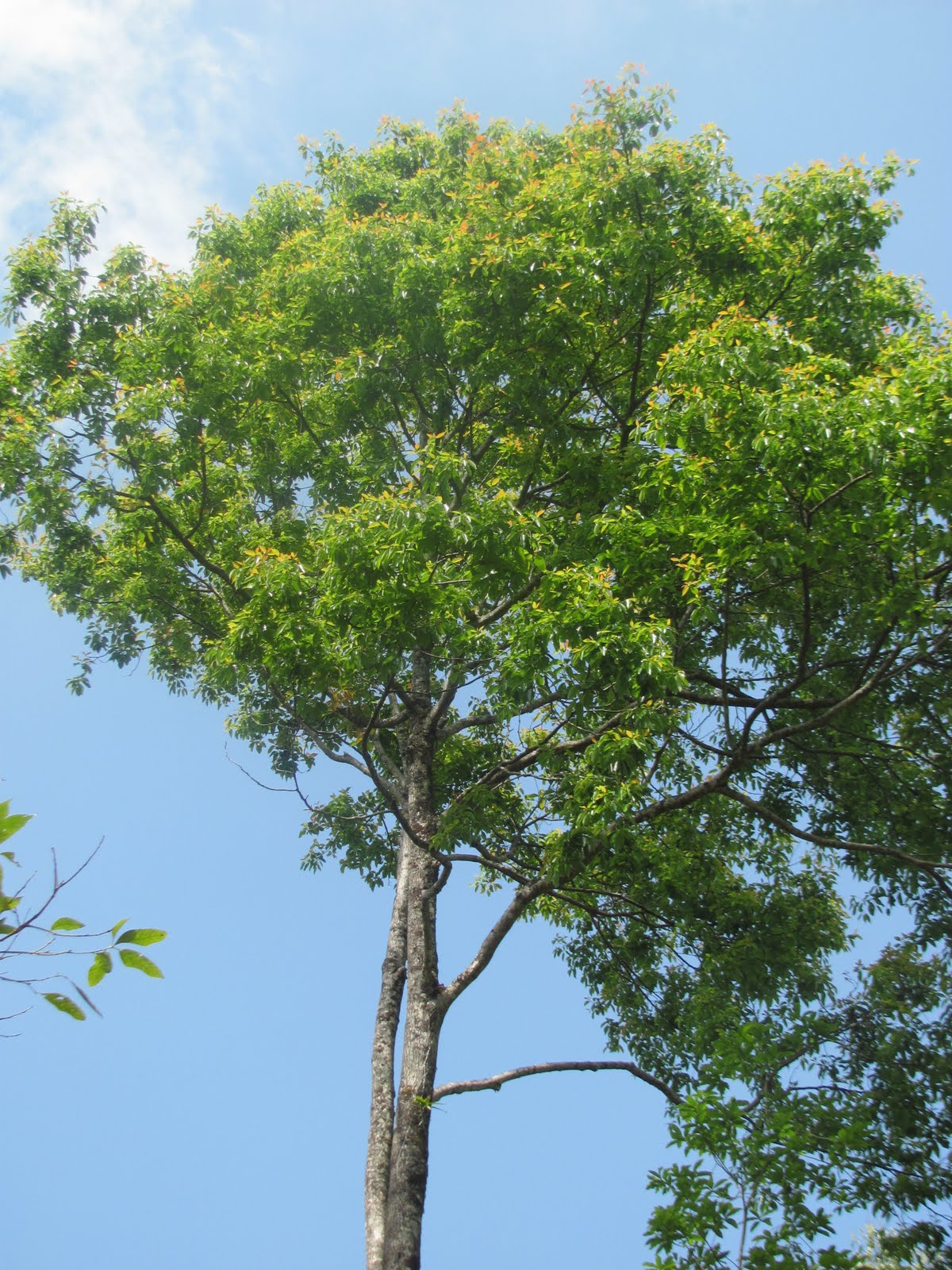 Village View Local trees of Nagaland