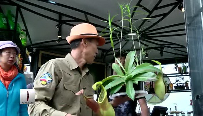 Video : Mengenal Ragam Tanaman Kantong Semar