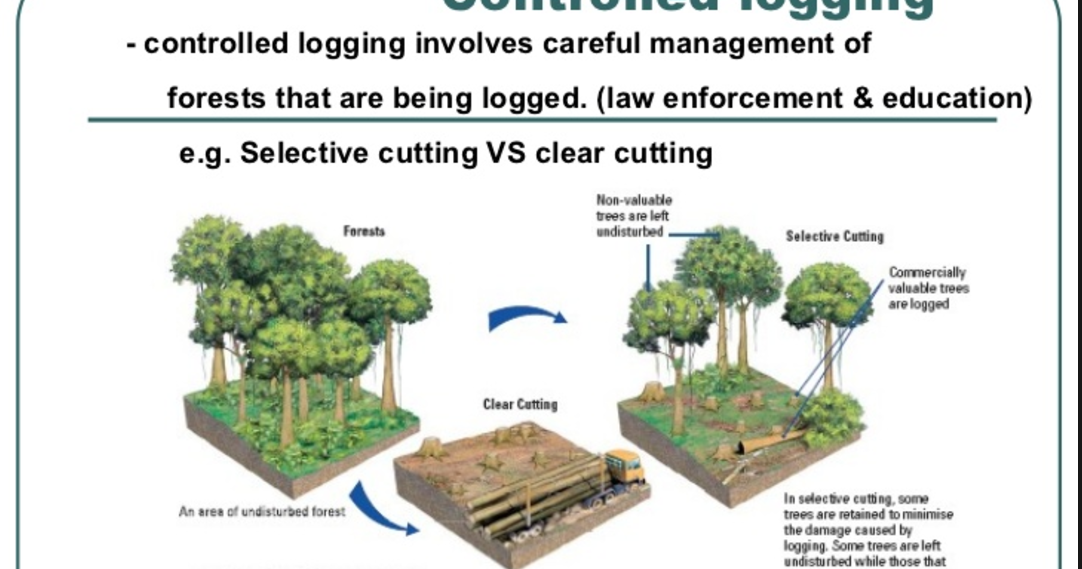 Anthropogenic impact on the Amazon Rainforest Logging in the Amazon