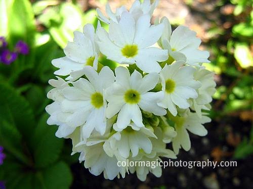 White Drumstick primrose-Primula denticulata macro
