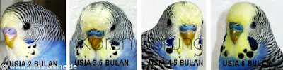 Tips Jitu Mengetahui Umur Parkit Dari Fisiknya Beternak burung parkit penuh proses usaha dan sering kali percobaan hingga sanggup ben Tips Jitu Mengetahui Umur Parkit Dari Fisiknya