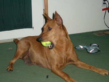 Dash with a squeaky ball