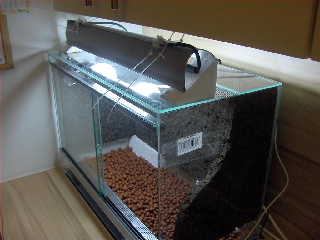 Orchids How To Energysaving lamp to grow orchids, selfmade.