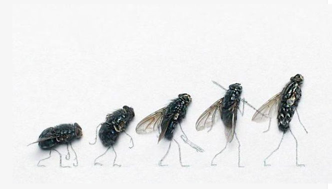 Untuk Apa Diciptakan Lalat? Inilah Jawaban Imam As Syafi’i | Suara Umat