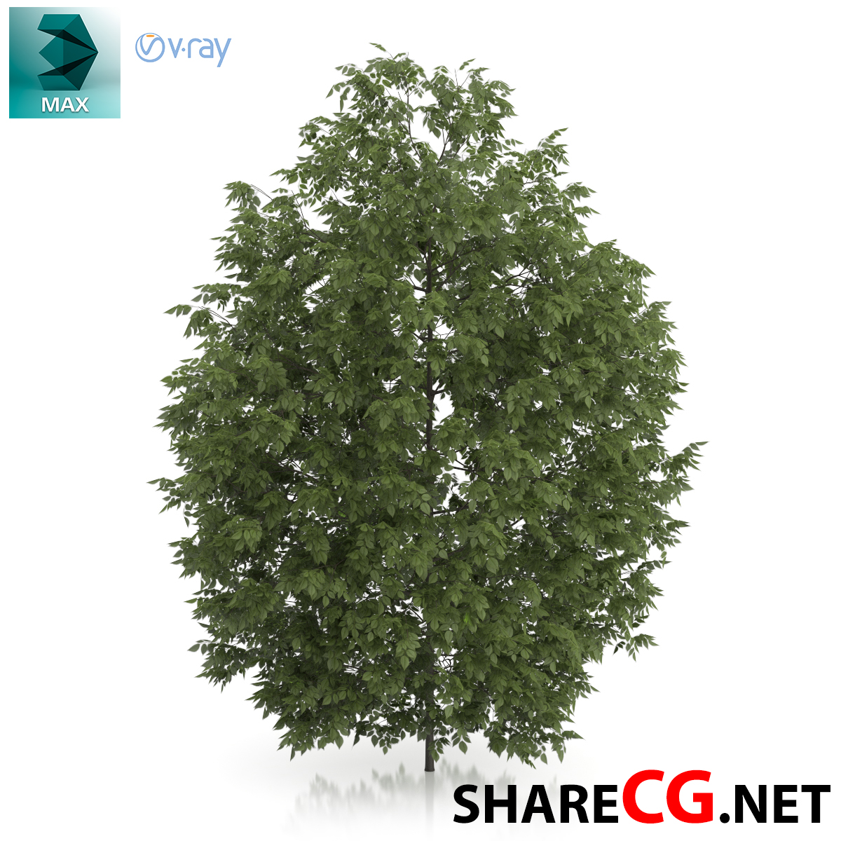 3d Arch Library Tree 006 3ds Max Trees Free Download