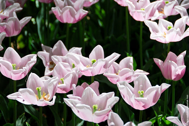 ( ) keukenhof-13.jpg