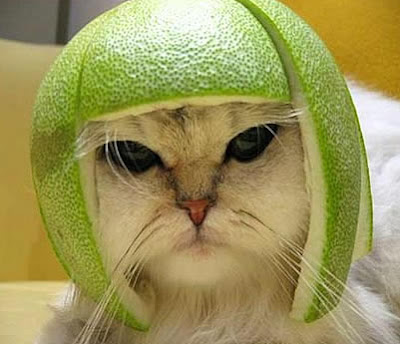 cat helmet