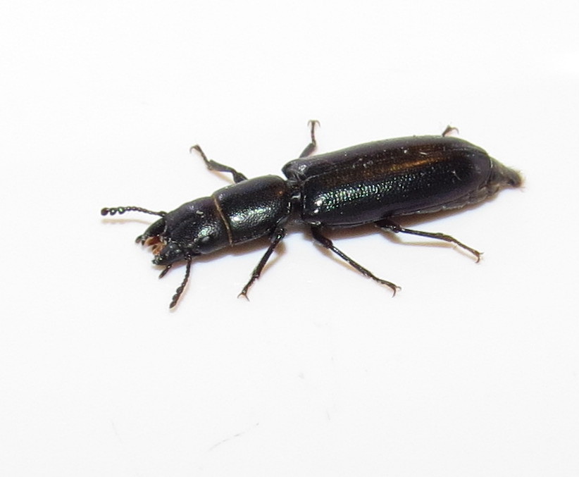 Black Carpet Beetle Colorado - Carpet Vidalondon