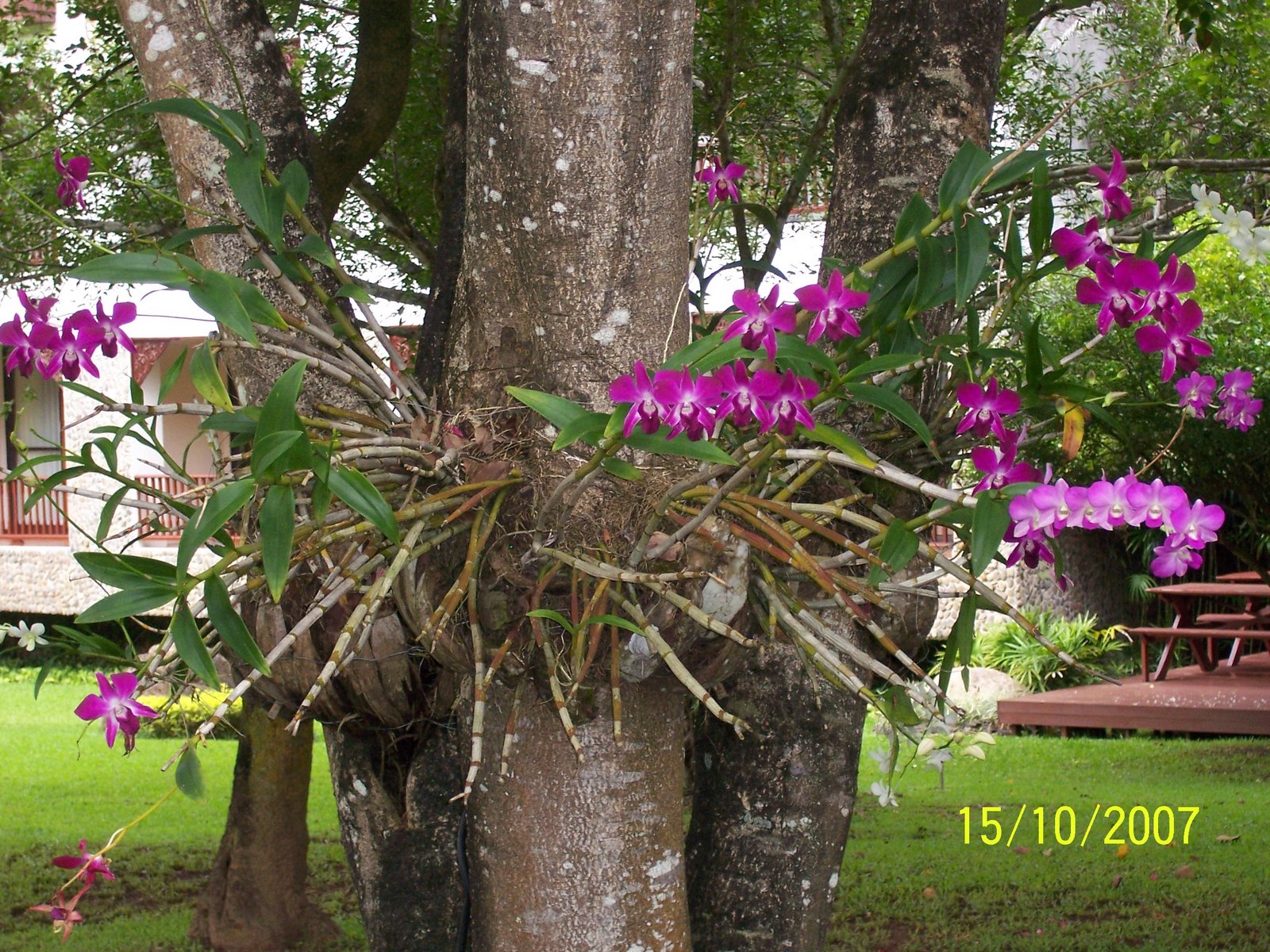 Paixão por orquídeas - Meu orquidário: A escolha de um tutor vivo