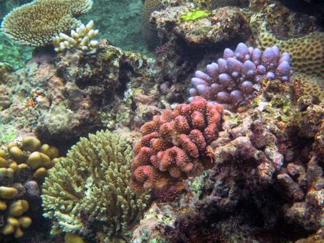 12. Great Barrier Reef (Cairns, Australia)