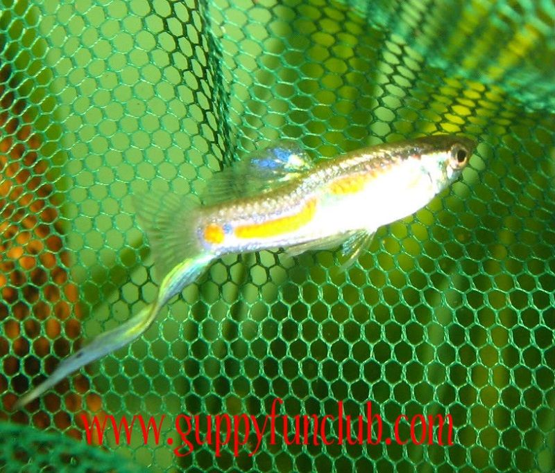 Gambar Ikan Guppy Bottom swordtail-bottom sword tail guppy