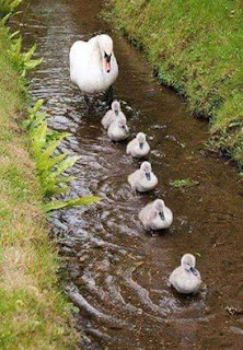Swan-duck-in-a-row