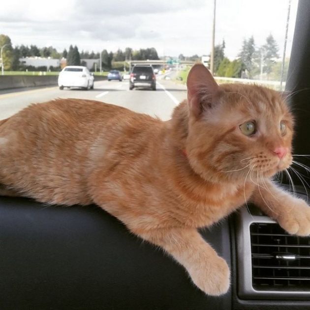 самый несчастный кот