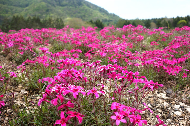 Fuji Shibazakura