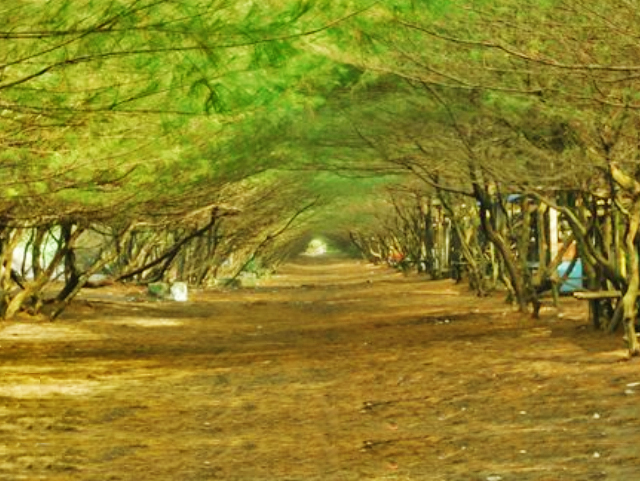 Keunikan Pohon Cemara Yang Membentuk Sebuah Gerbang Di Pantai Goa