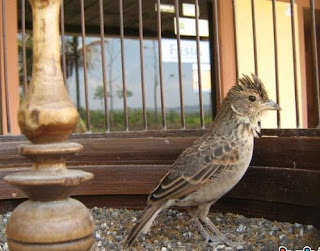 Featured image of post Gambar Burung Branjangan Jawa : Gambar jenis burung branjangan termahal di dunia.