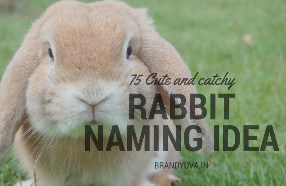 75+ Best Rabbit Names Idea Brandyuva.in