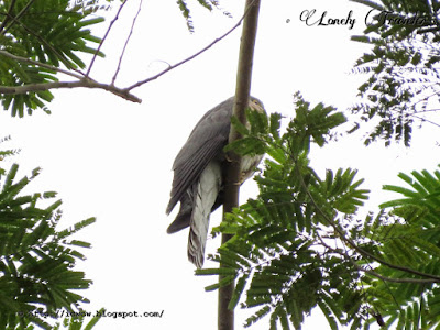 Common hawk-cuckoo - Hierococcyx varius