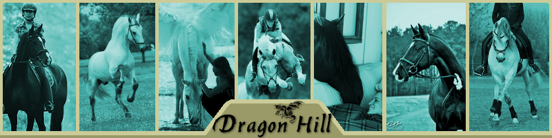 Dragon Hill Sport Stud