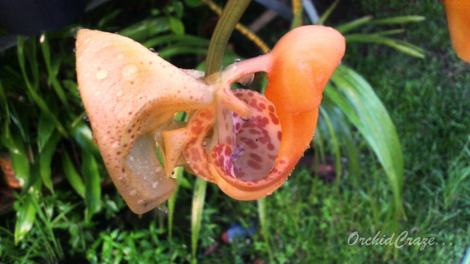 OrchidCraze Bucket Orchid