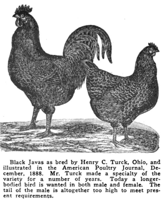 Java breeders: The Javas