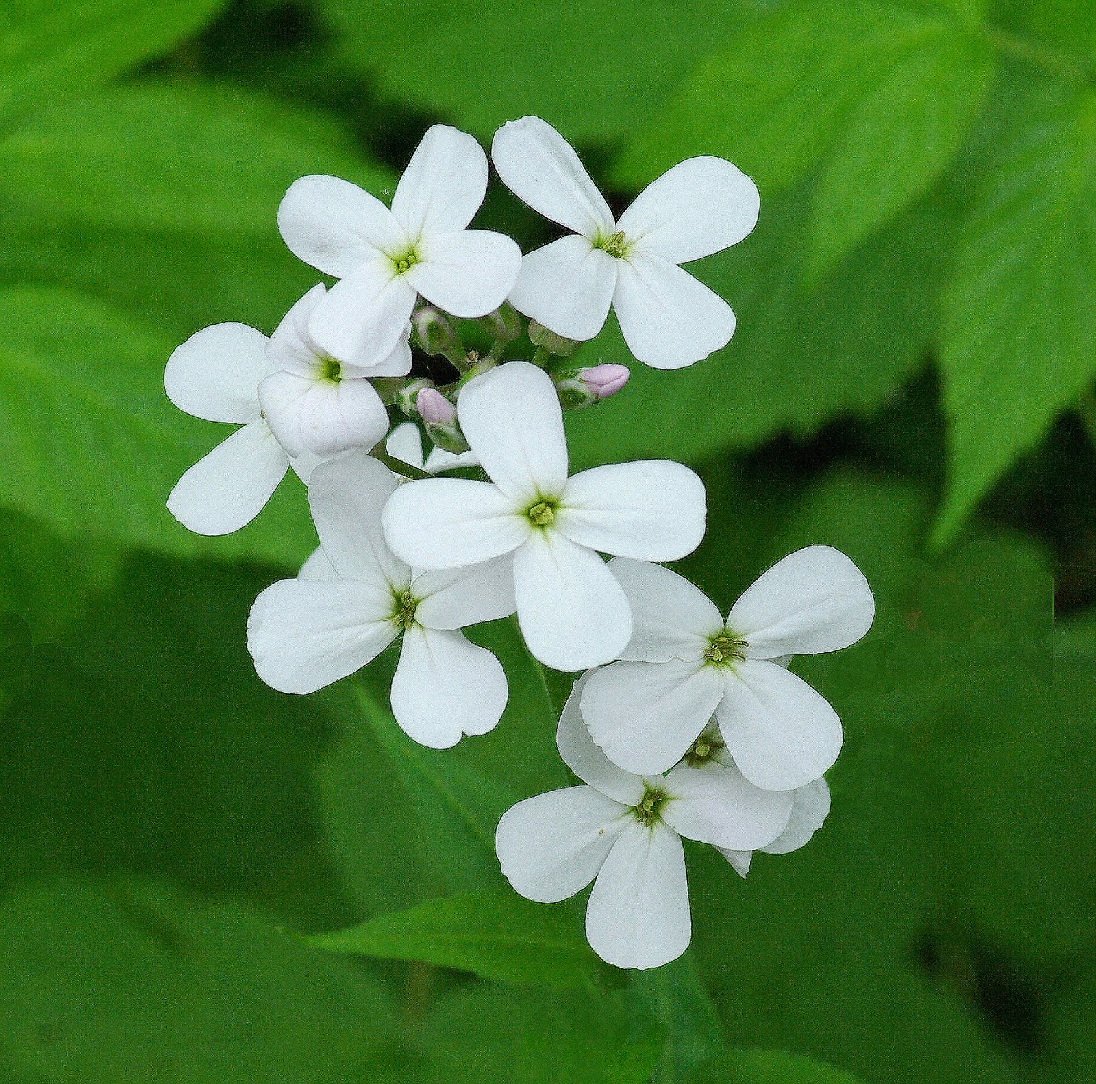 Hiking in Maine with Kelley 6/3/13 Kenduskeag Stream Trail